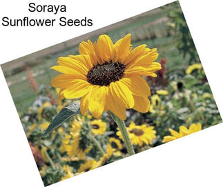 Soraya Sunflower Seeds