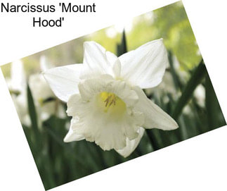 Narcissus \'Mount Hood\'