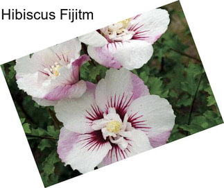 Hibiscus Fijitm