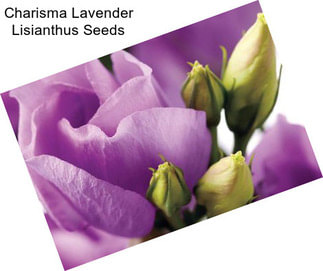 Charisma Lavender Lisianthus Seeds