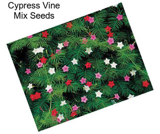 Cypress Vine Mix Seeds