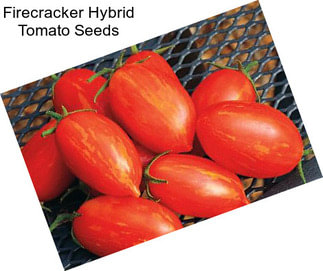 Firecracker Hybrid Tomato Seeds