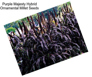 Purple Majesty Hybrid Ornamental Millet Seeds