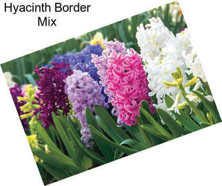 Hyacinth Border Mix