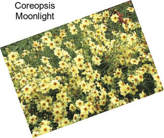 Coreopsis Moonlight