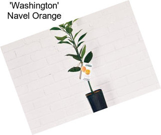 \'Washington\' Navel Orange