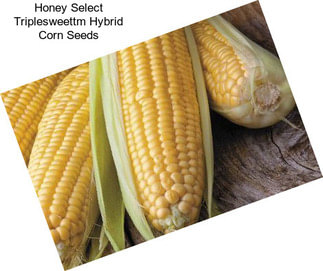 Honey Select Triplesweettm Hybrid Corn Seeds