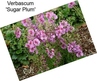 Verbascum \'Sugar Plum\'