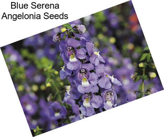 Blue Serena Angelonia Seeds