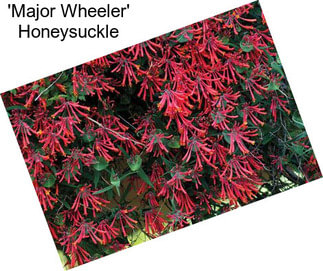 \'Major Wheeler\' Honeysuckle