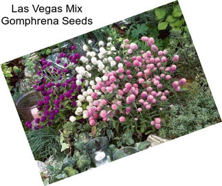 Las Vegas Mix Gomphrena Seeds