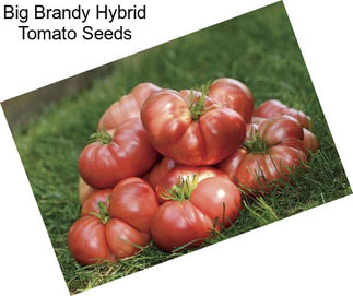 Big Brandy Hybrid Tomato Seeds