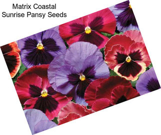 Matrix Coastal Sunrise Pansy Seeds