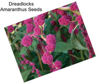 Dreadlocks Amaranthus Seeds