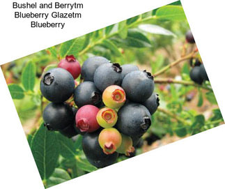 Bushel and Berrytm Blueberry Glazetm Blueberry