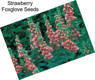 Strawberry Foxglove Seeds