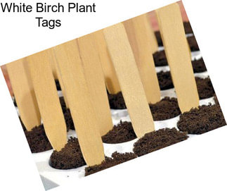 White Birch Plant Tags