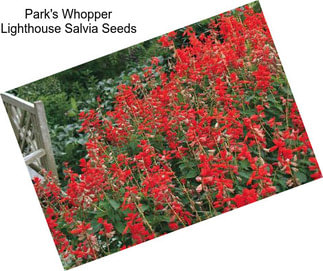 Park\'s Whopper Lighthouse Salvia Seeds