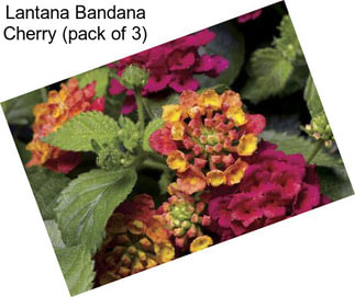 Lantana Bandana Cherry (pack of 3)