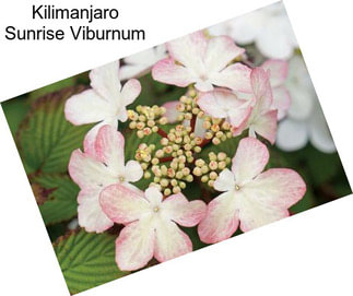 Kilimanjaro Sunrise Viburnum