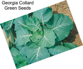 Georgia Collard Green Seeds