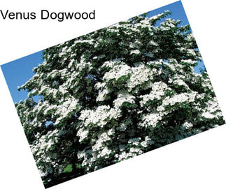 Venus Dogwood