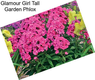 Glamour Girl Tall Garden Phlox