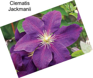 Clematis Jackmanii