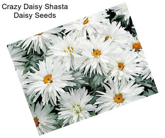 Crazy Daisy Shasta Daisy Seeds