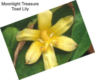 Moonlight Treasure Toad Lily