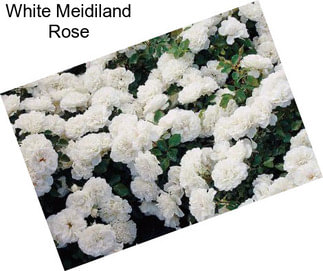 White Meidiland Rose