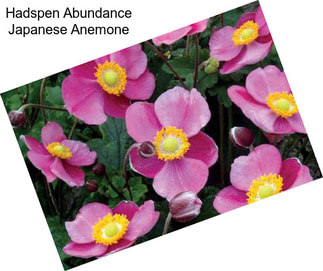 Hadspen Abundance Japanese Anemone