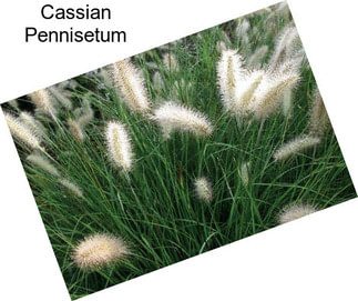 Cassian Pennisetum