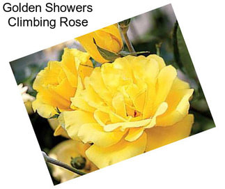 Golden Showers Climbing Rose