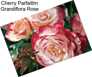 Cherry Parfaittm Grandiflora Rose
