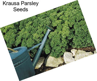 Krausa Parsley Seeds