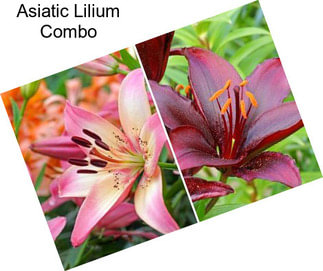 Asiatic Lilium Combo