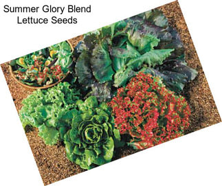 Summer Glory Blend Lettuce Seeds