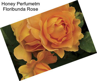 Honey Perfumetm Floribunda Rose