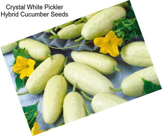 Crystal White Pickler Hybrid Cucumber Seeds