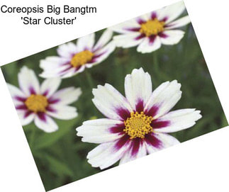 Coreopsis Big Bangtm \'Star Cluster\'