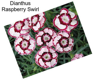 Dianthus Raspberry Swirl