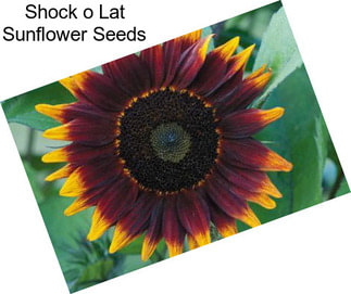Shock o Lat Sunflower Seeds