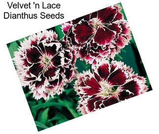 Velvet \'n Lace Dianthus Seeds