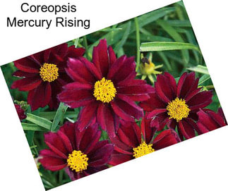 Coreopsis Mercury Rising