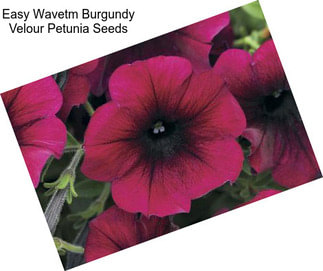 Easy Wavetm Burgundy Velour Petunia Seeds