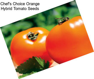 Chef\'s Choice Orange Hybrid Tomato Seeds