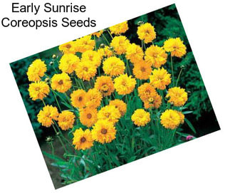 Early Sunrise Coreopsis Seeds