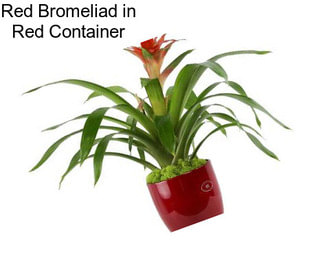 Red Bromeliad in Red Container