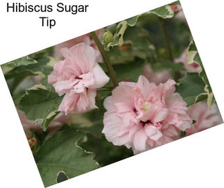 Hibiscus Sugar Tip